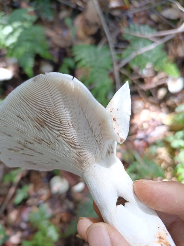 红菇亚属某种