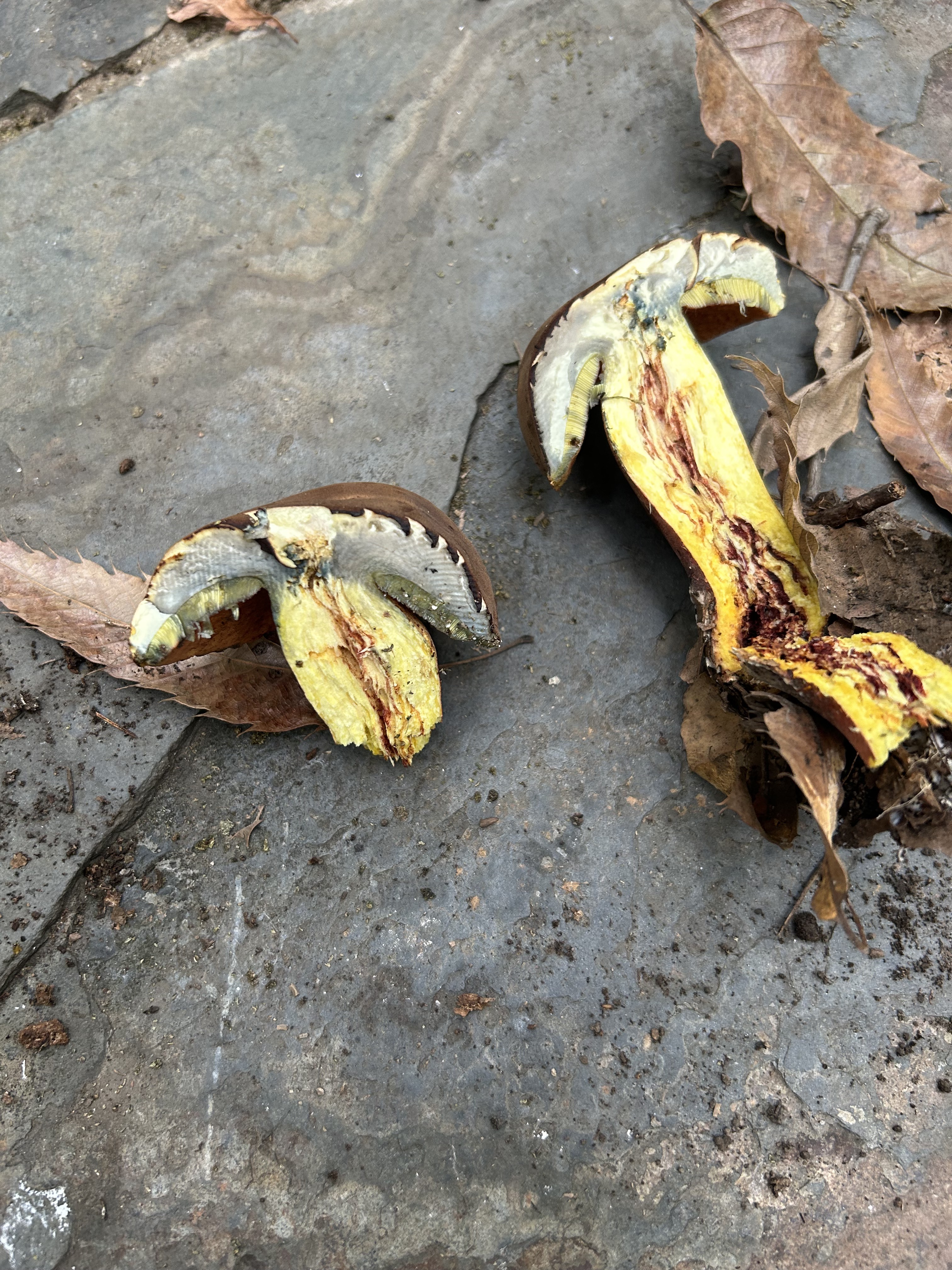 窄孢兰茂牛肝菌