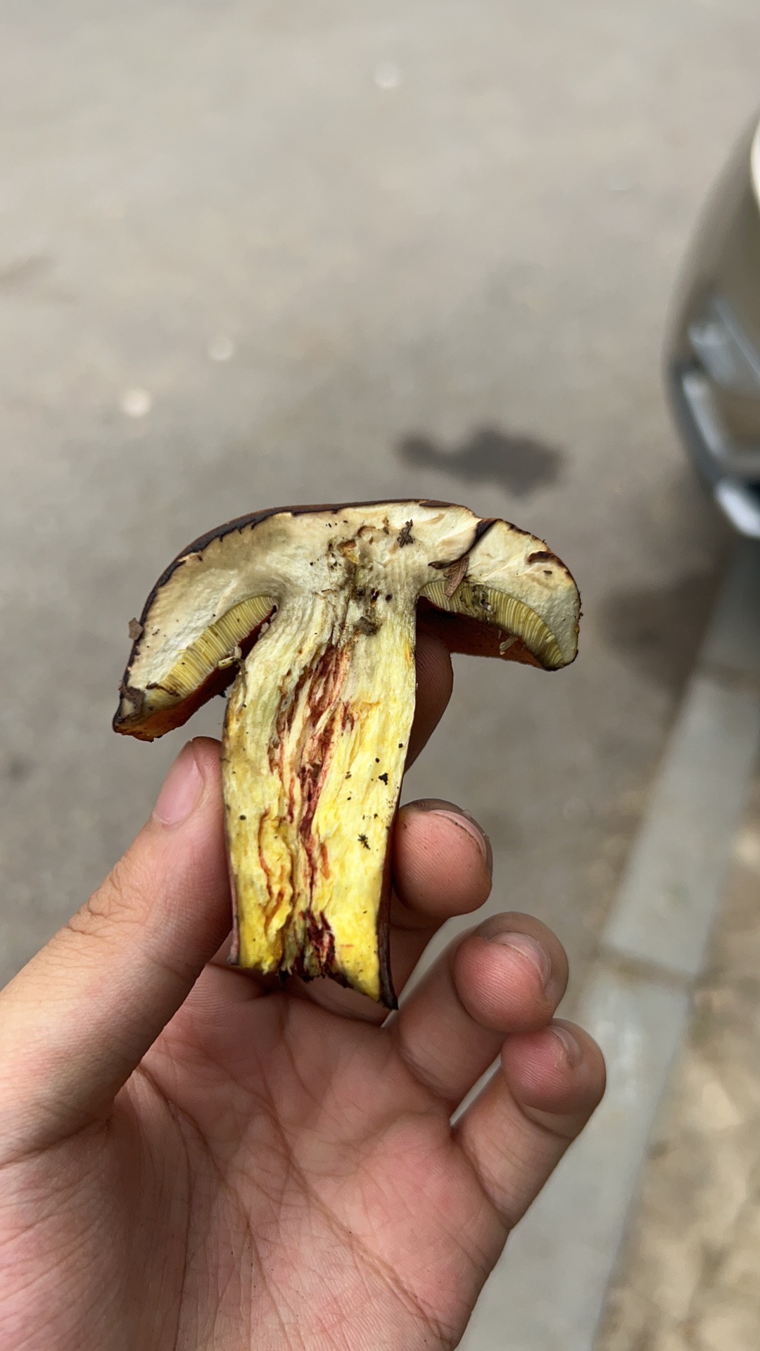 窄孢兰茂牛肝菌