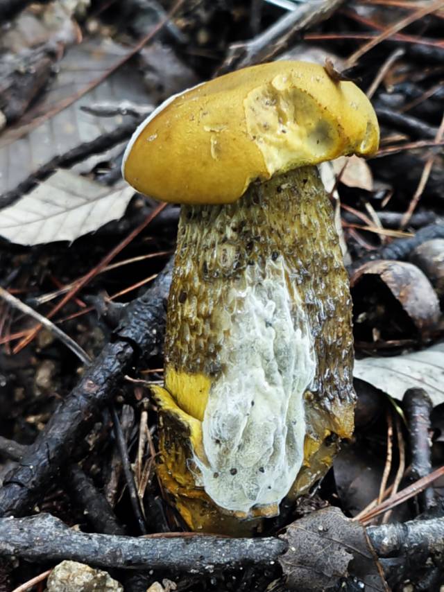 金孢寄生菌