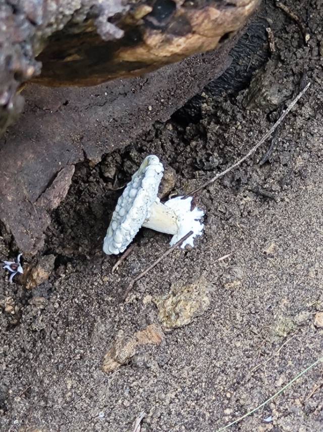 金孢寄生菌