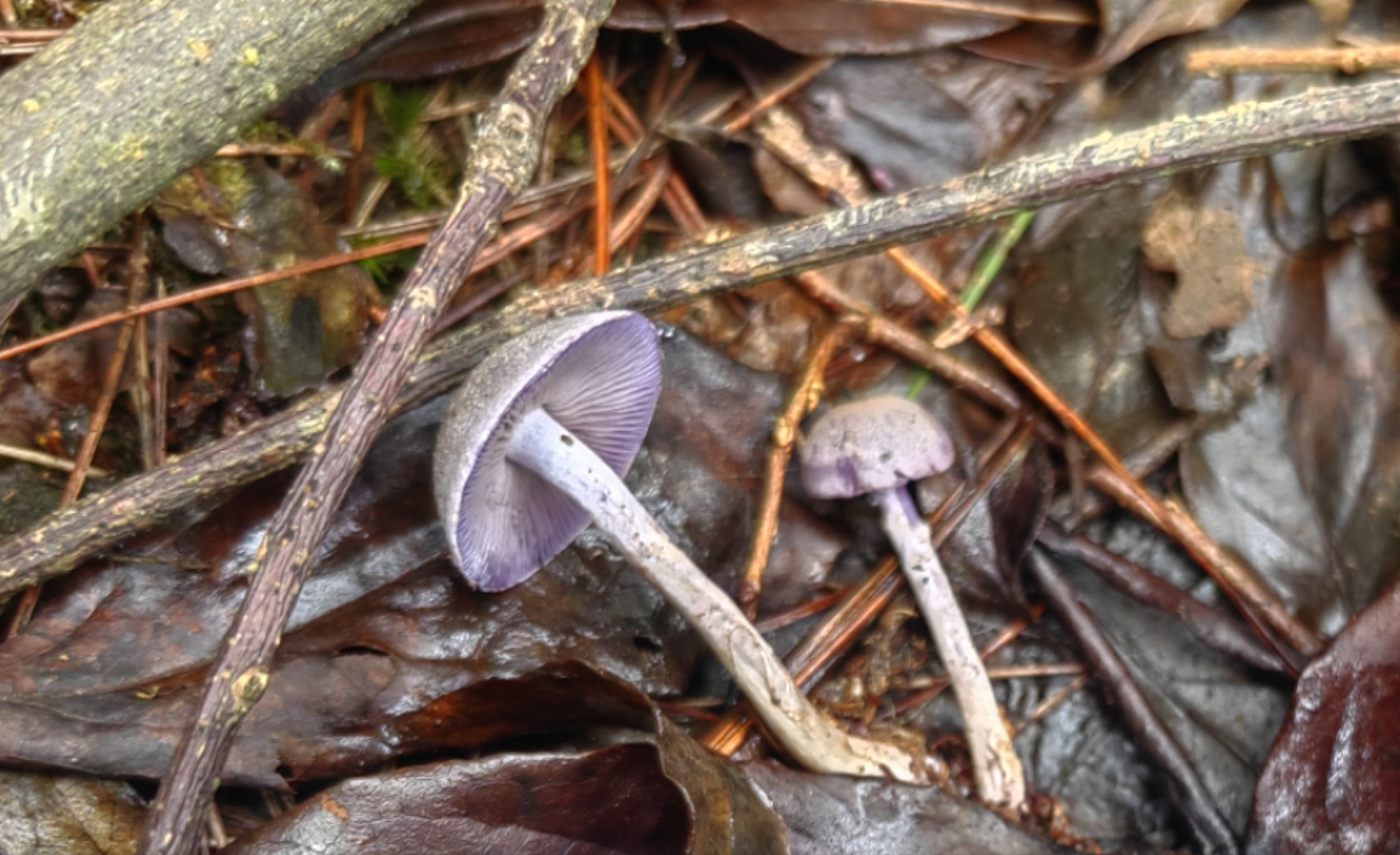 丝膜菌属