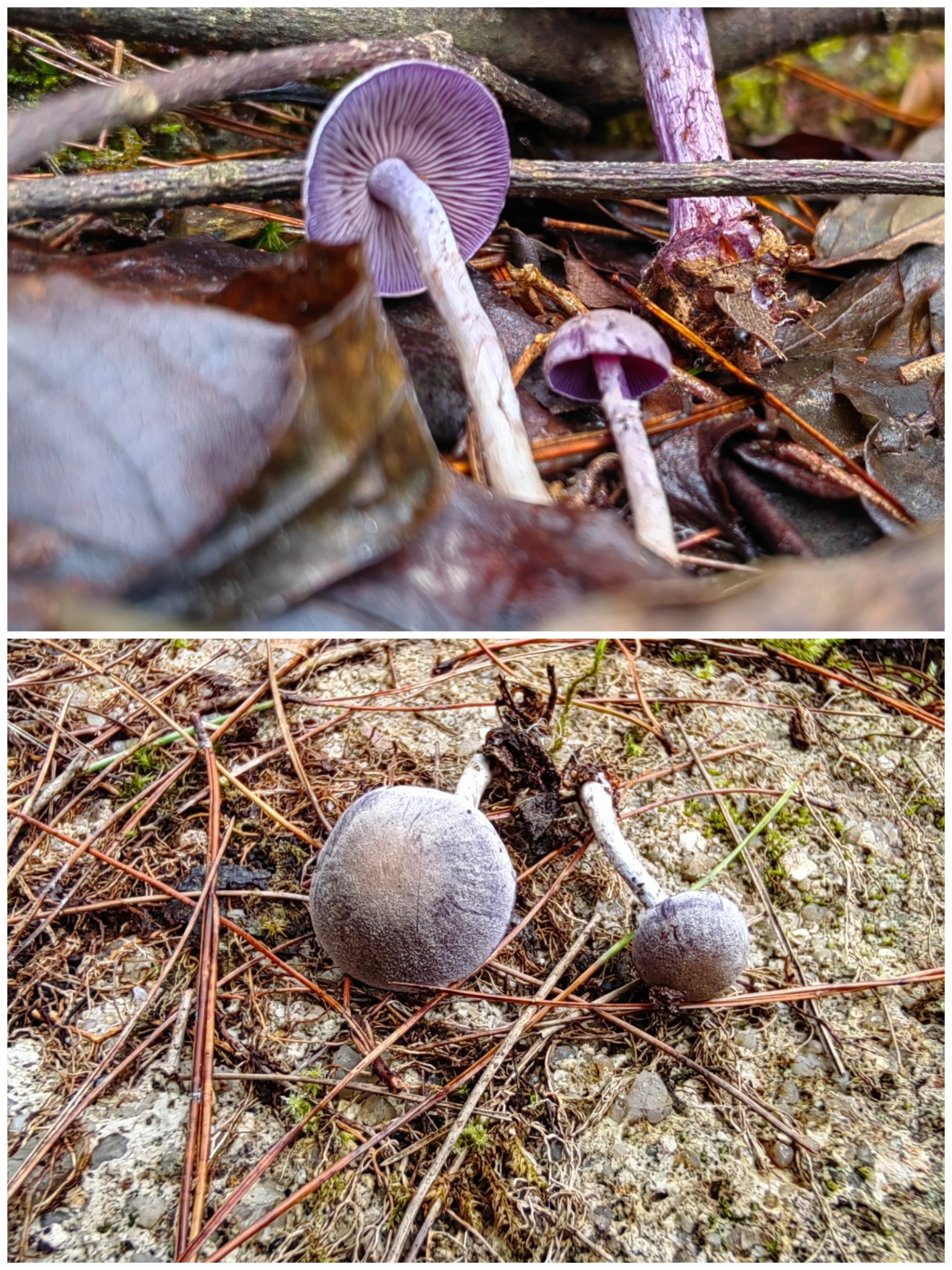 丝膜菌属