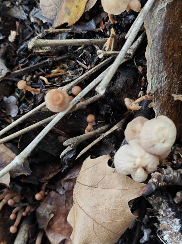 Gymnopus variicolor