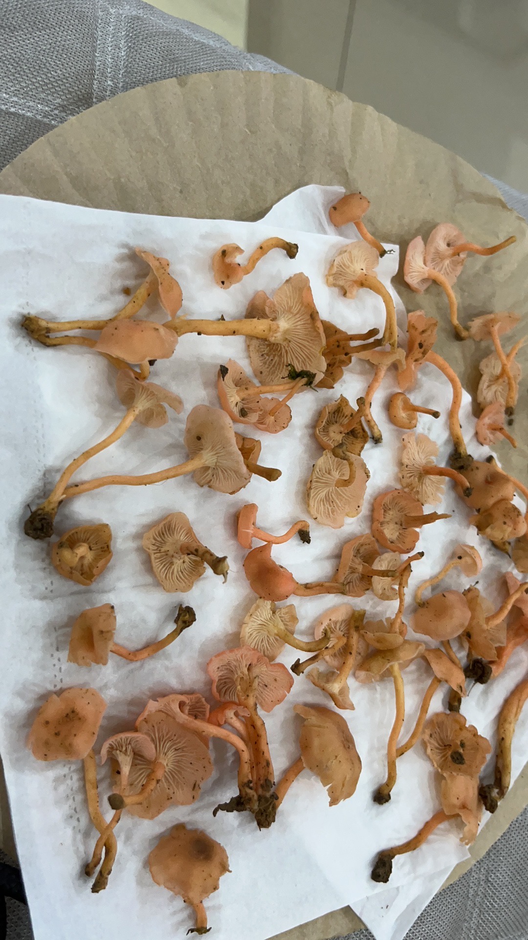 新桃红鸡油菌