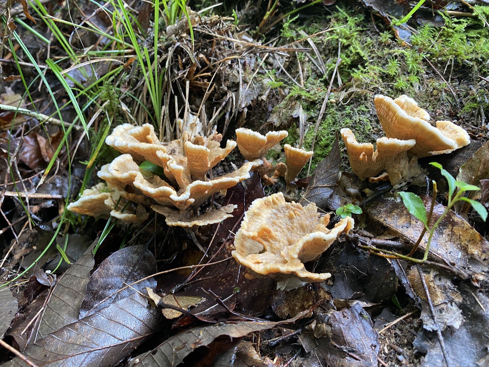 革菌属