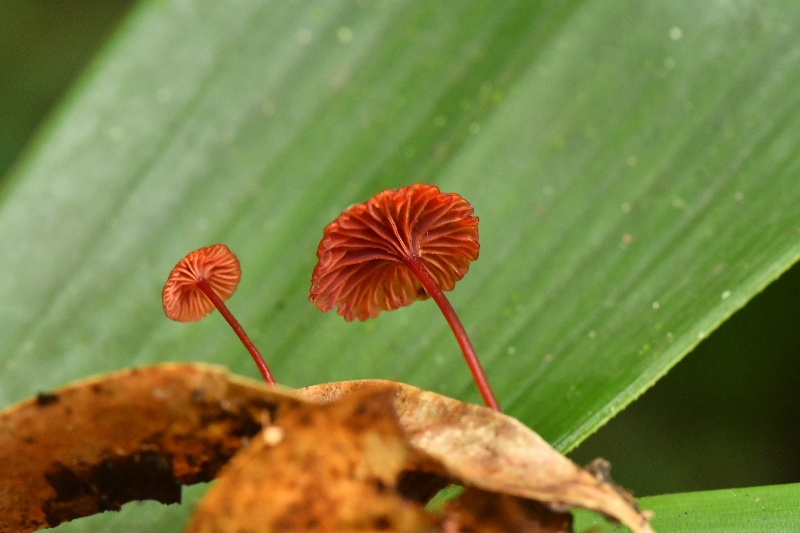 赤小菇