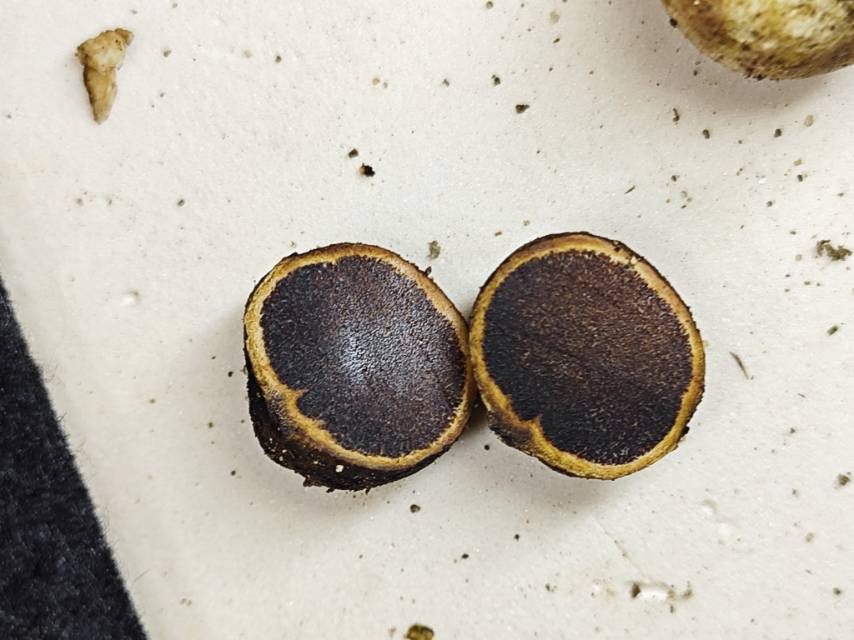 金褐硬皮马勃 (参照种)