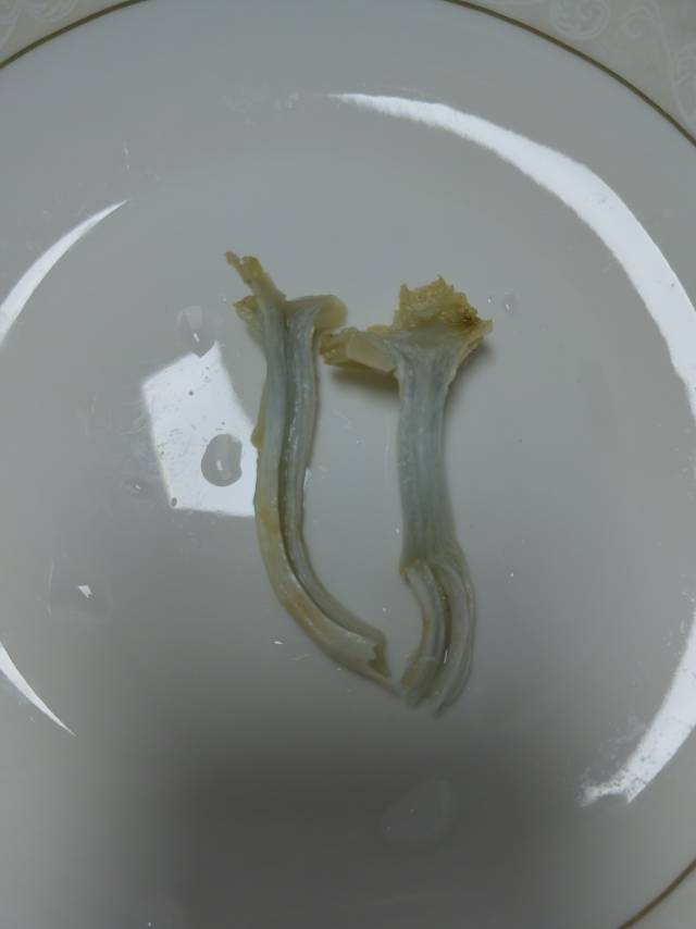 淡蜡黄鸡油菌