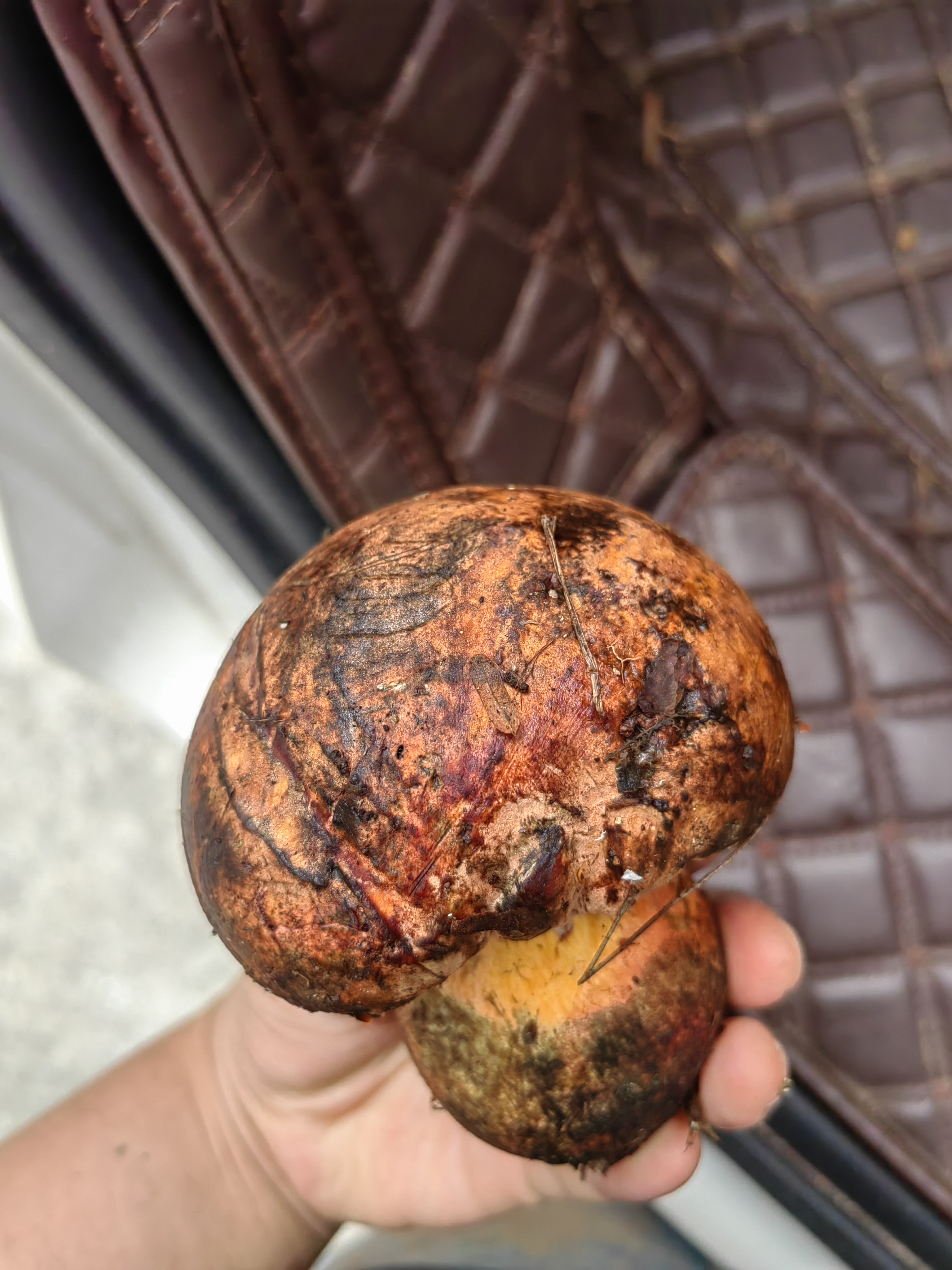 本乡牛肝菌
