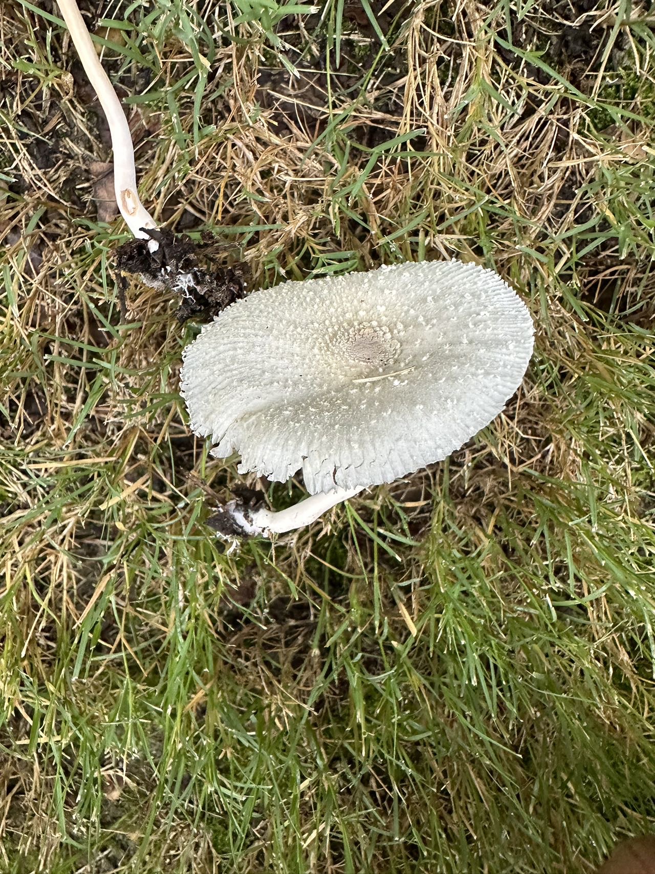 白鬼伞近似种