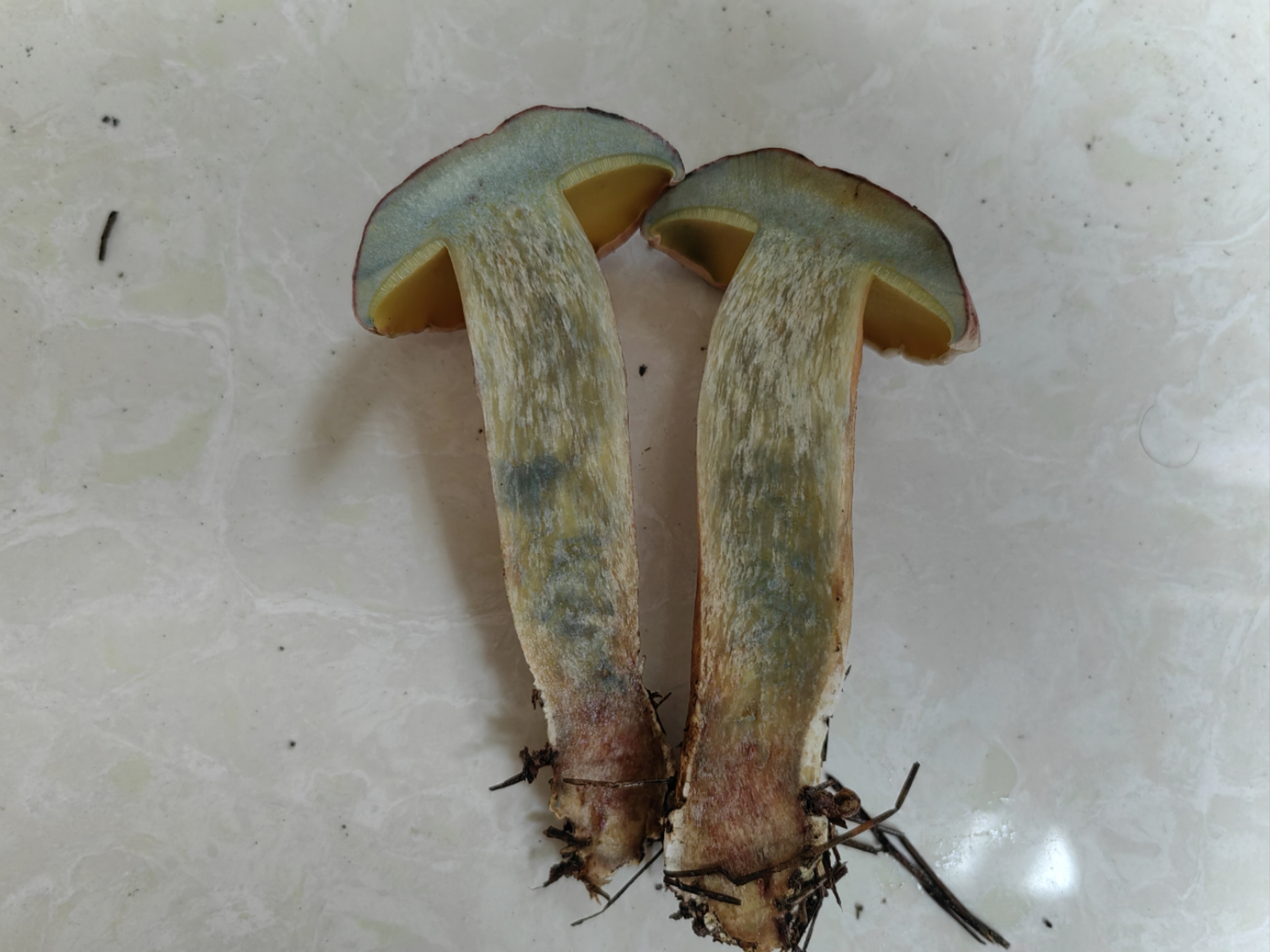 隐纹条孢牛肝菌