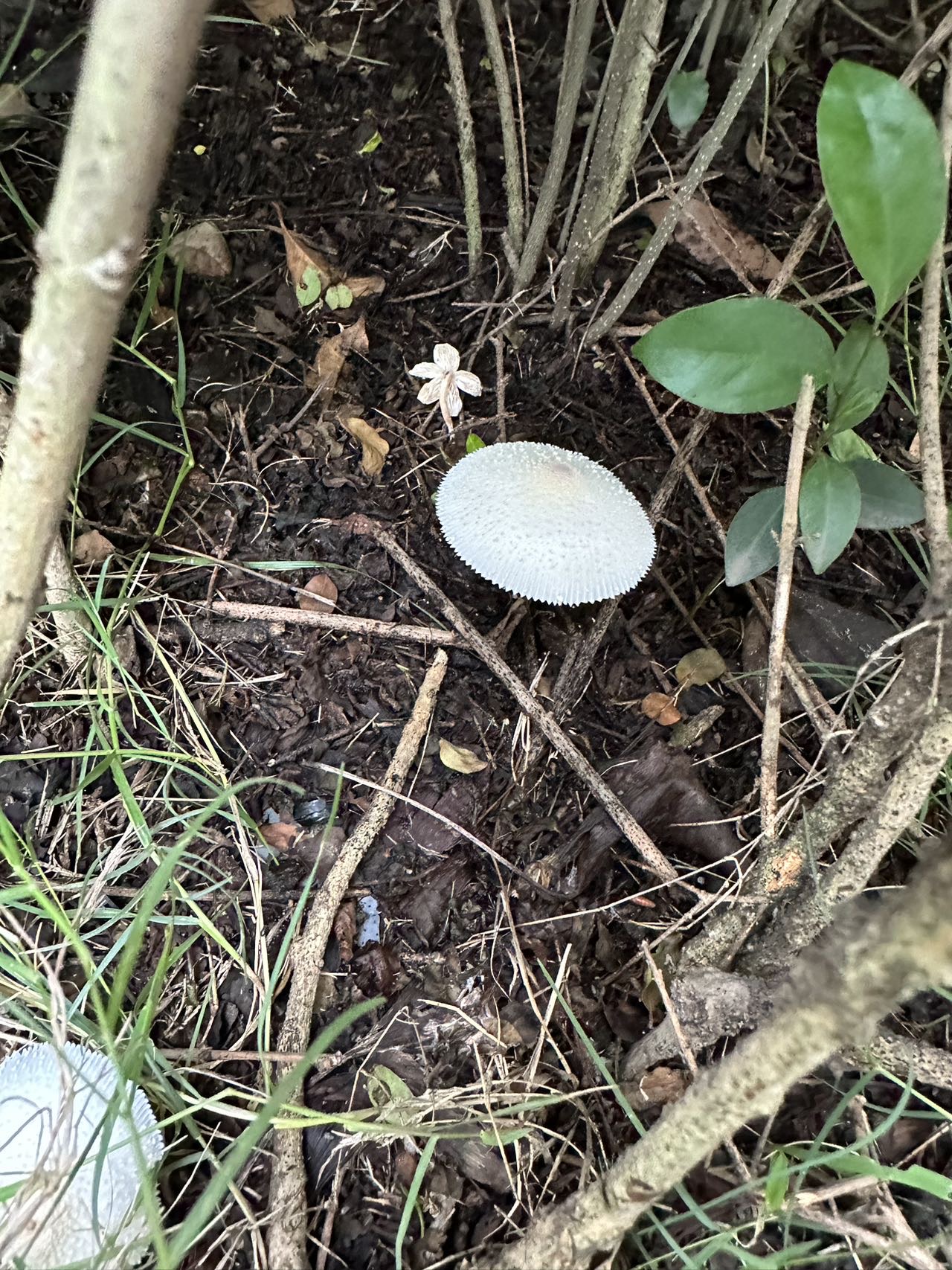 白鬼伞近似种