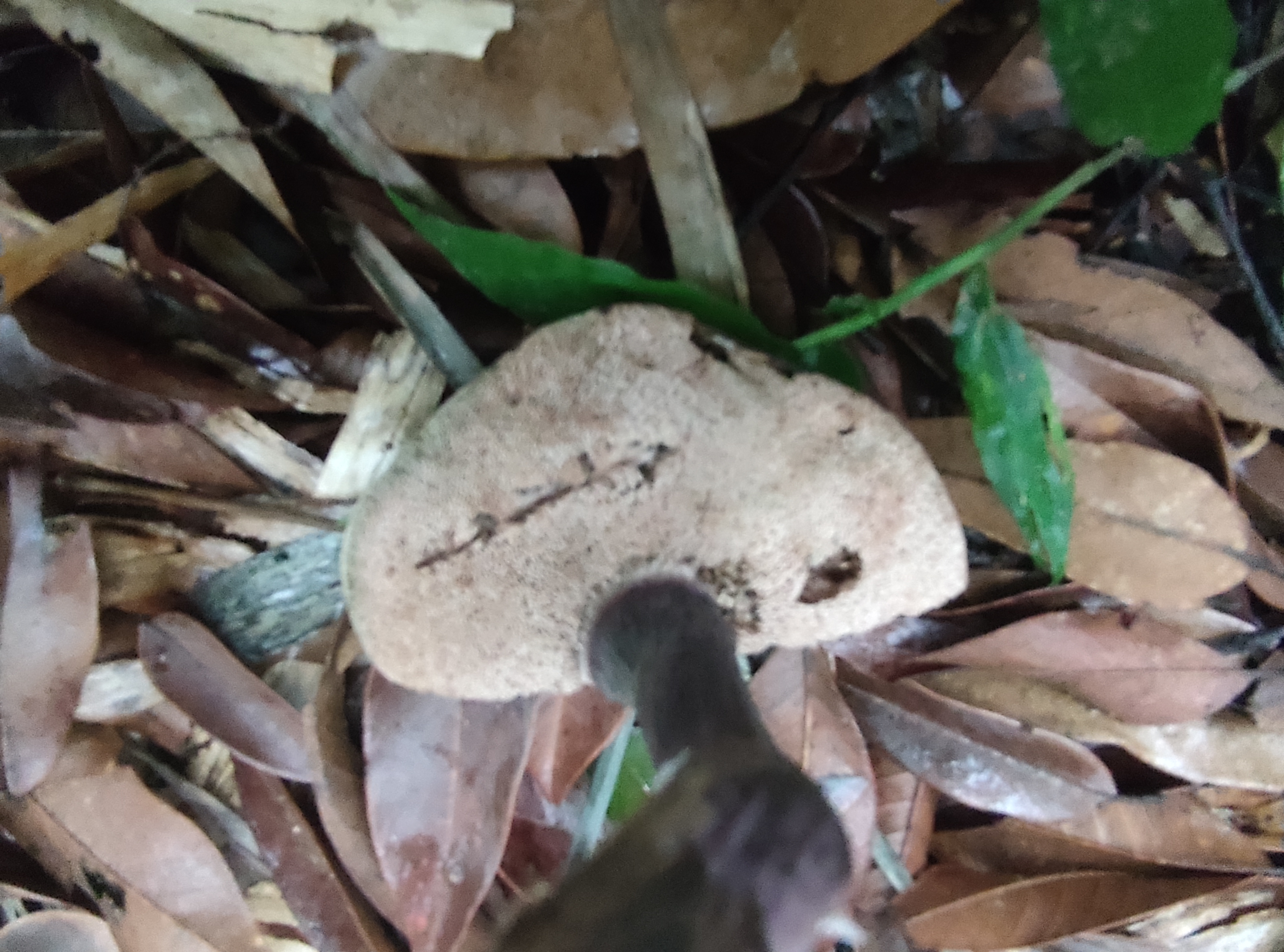 暗紫褐粉孢牛肝菌