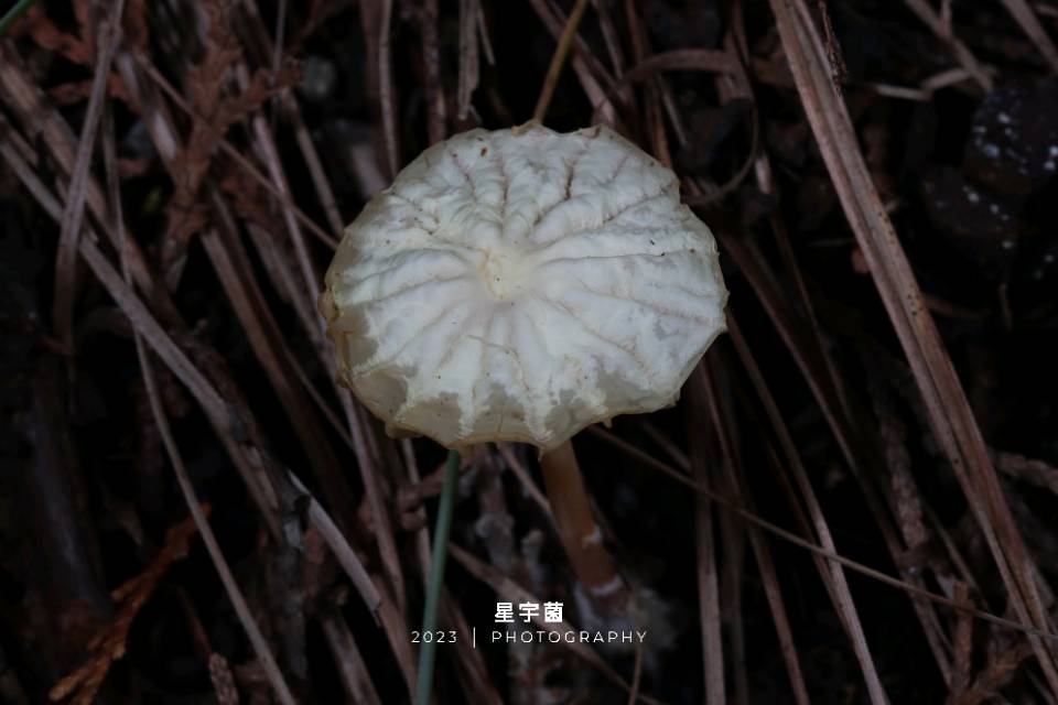 紫沟纹小皮伞