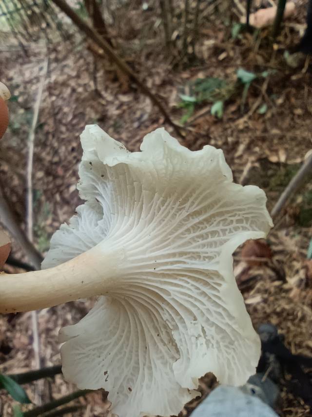 白鸡油菌