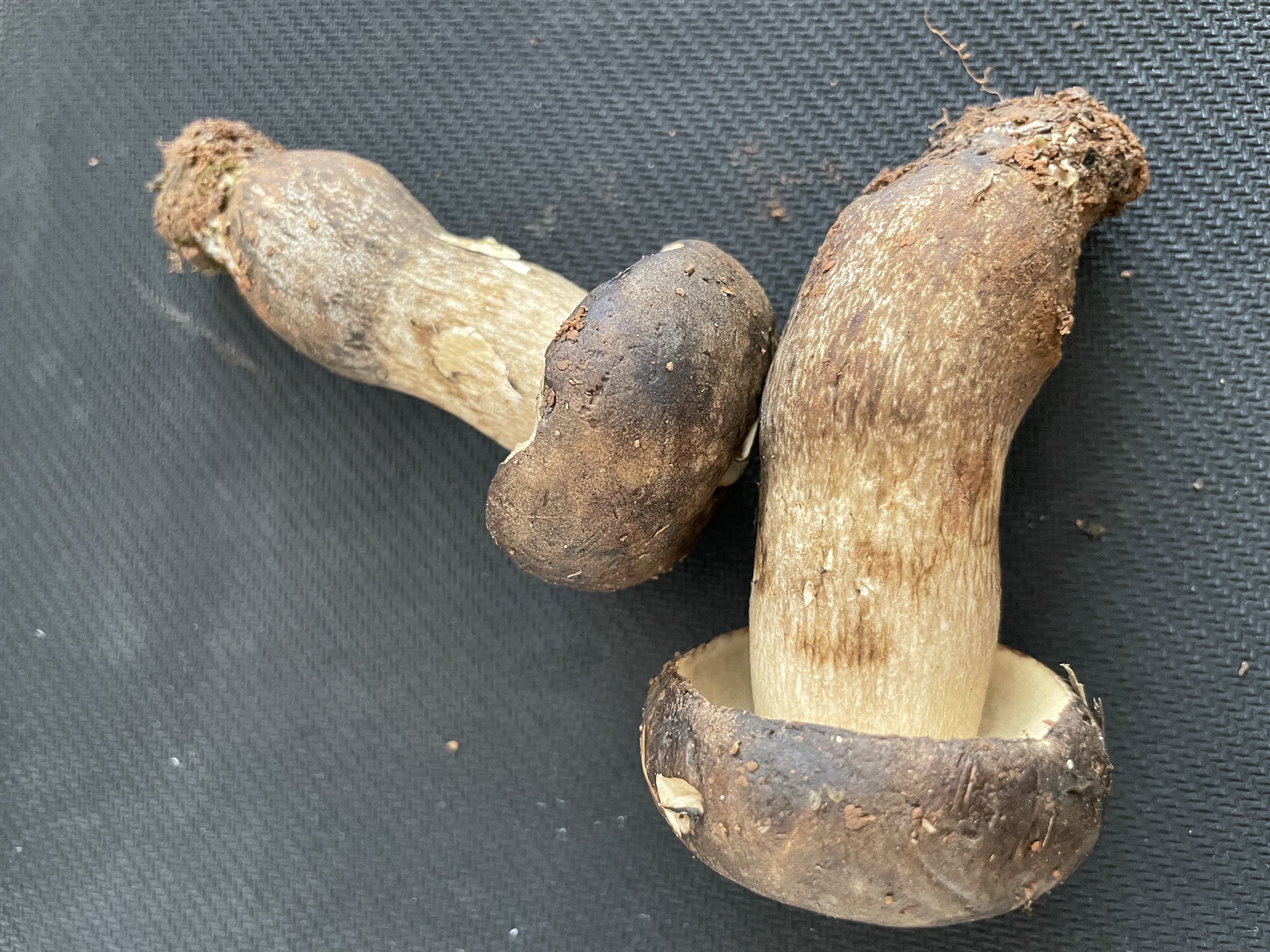 暗褐网柄牛肝菌
