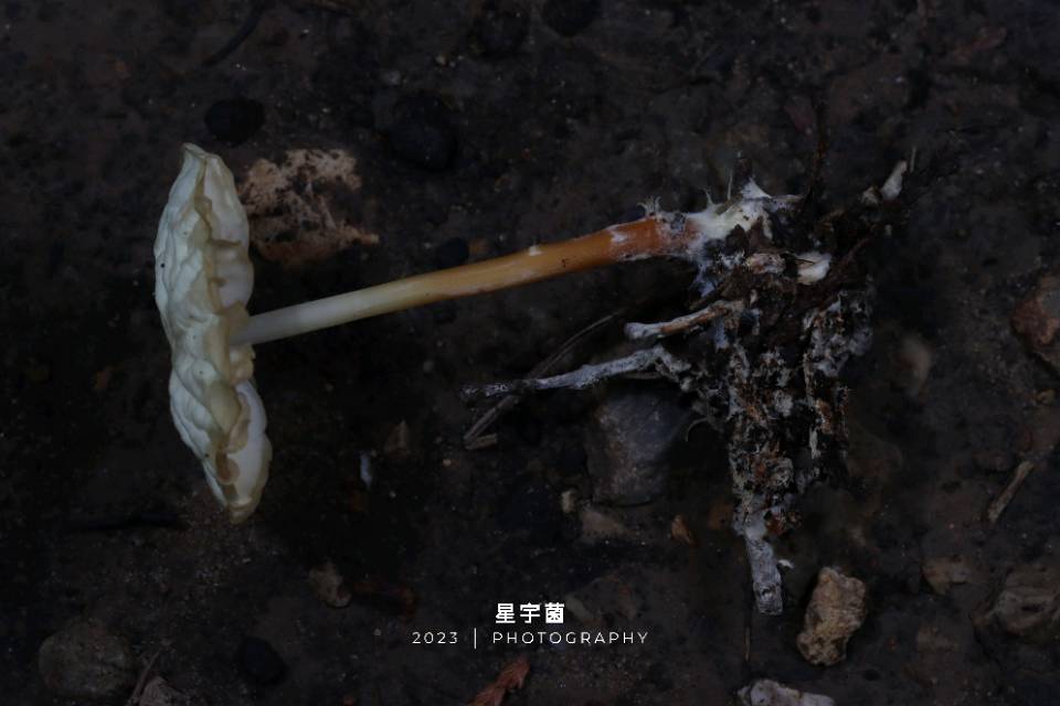 紫沟纹小皮伞