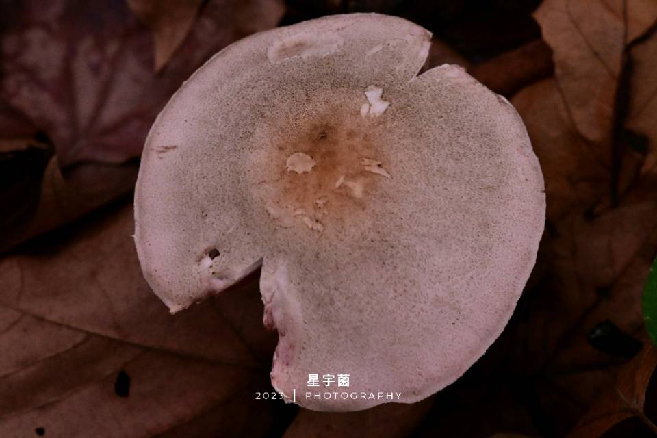 中国双环林地蘑菇