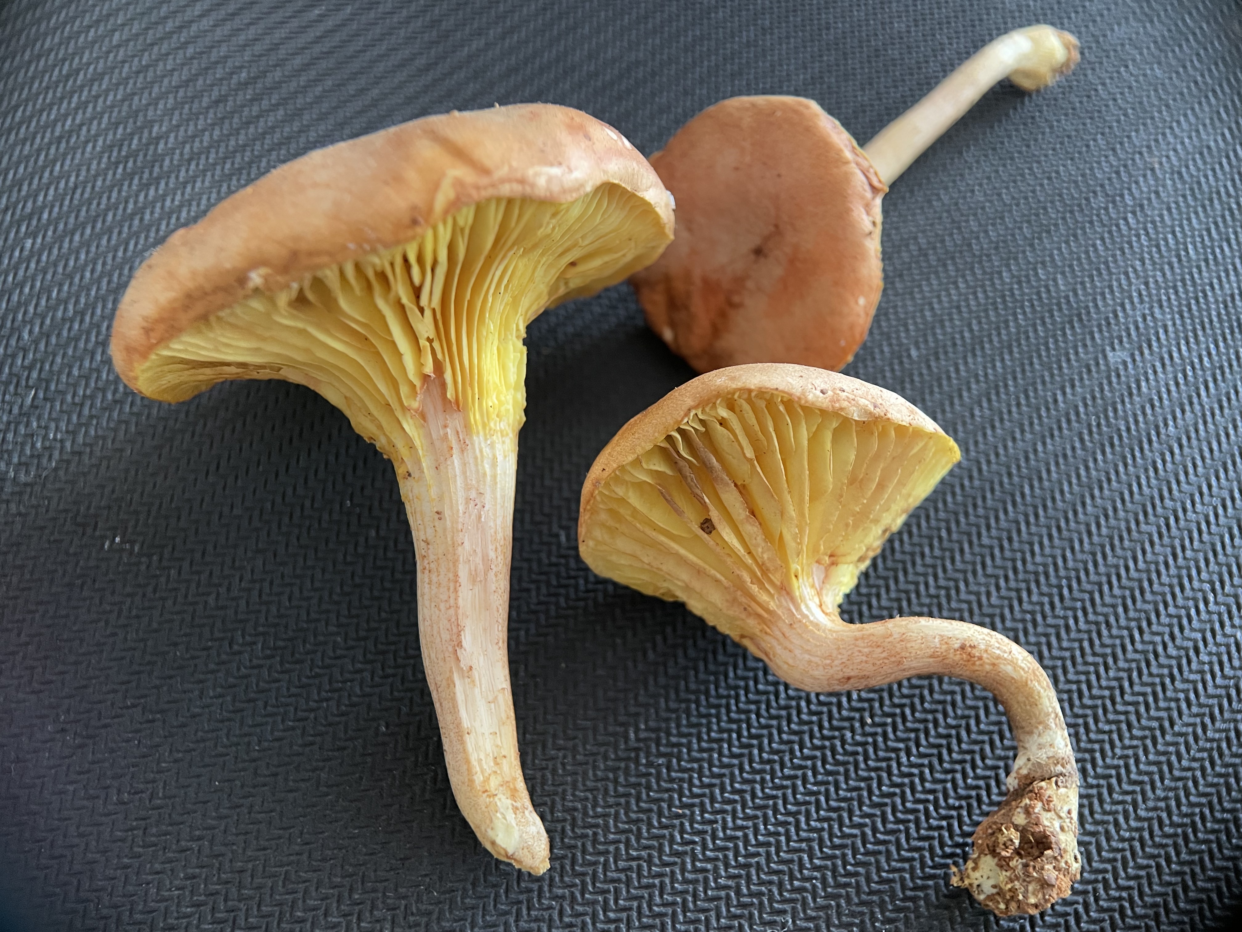 潞西褶孔牛肝菌