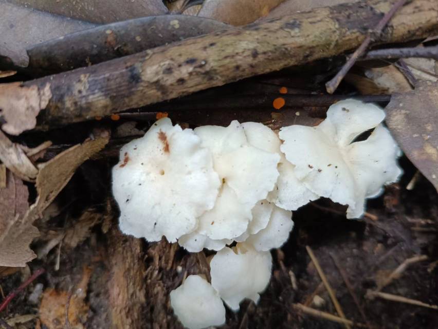 白鸡油菌