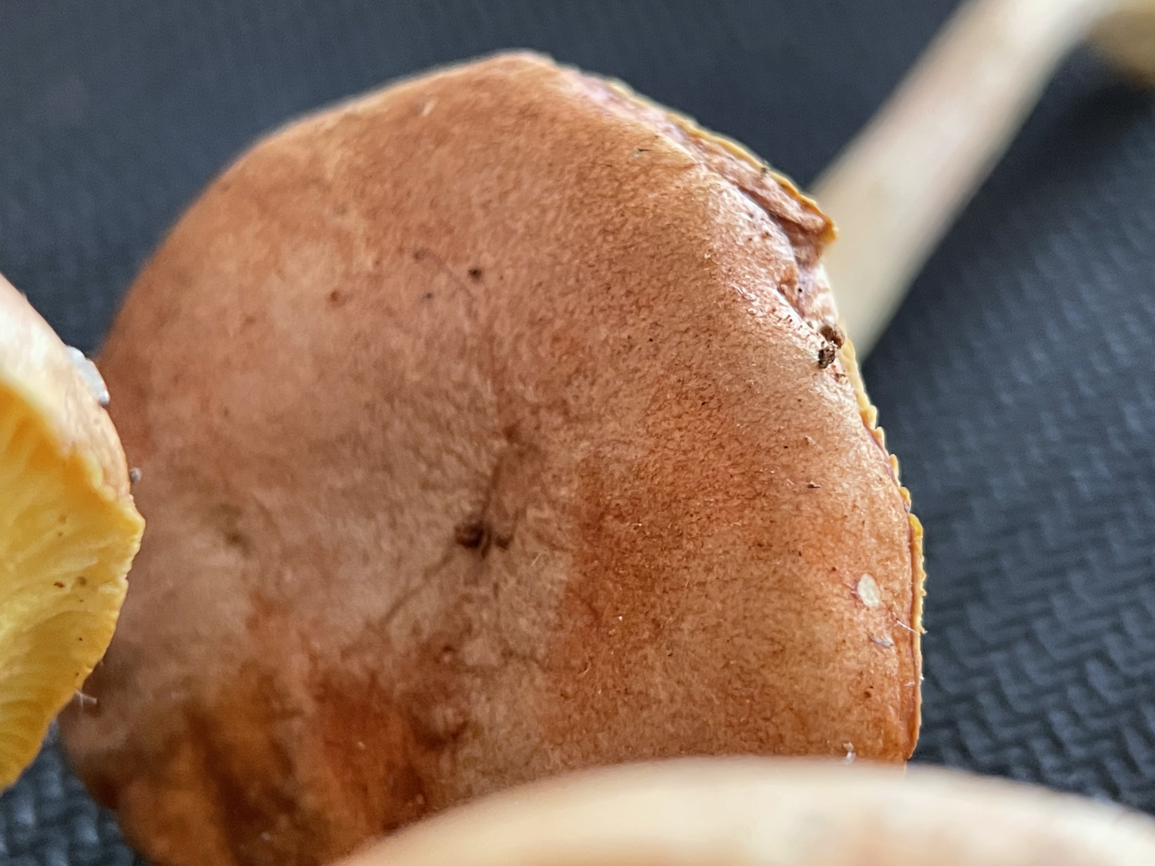 潞西褶孔牛肝菌