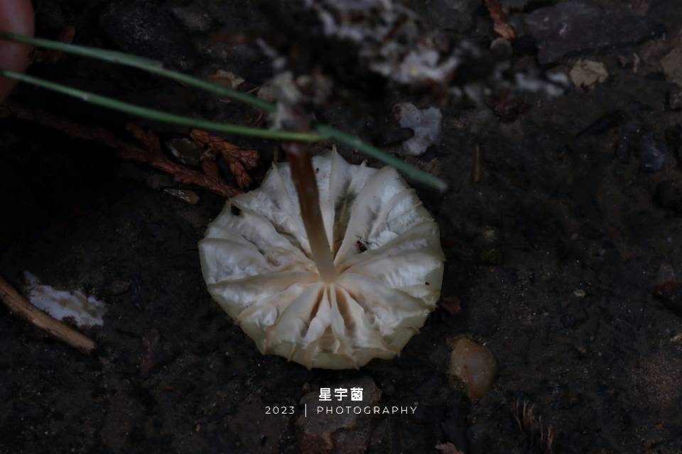 紫沟纹小皮伞