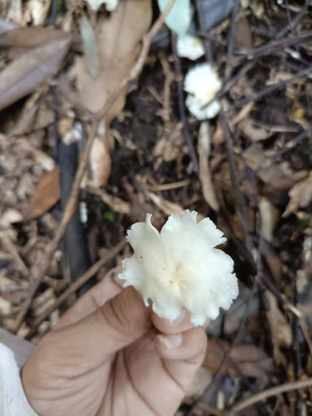 白鸡油菌