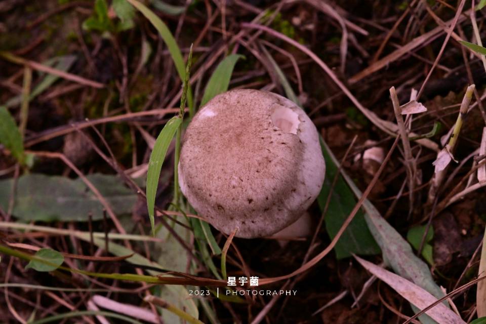 中国双环林地蘑菇