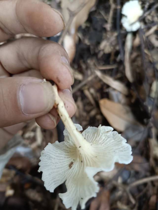 白鸡油菌
