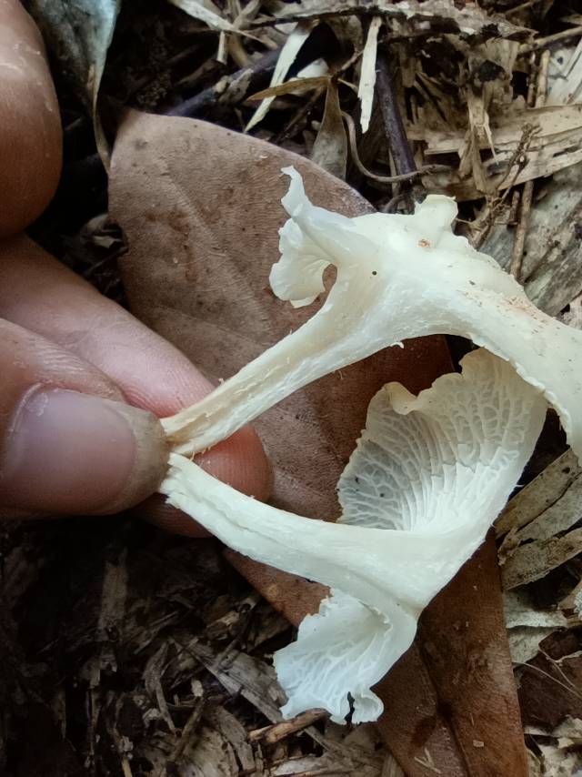 白鸡油菌