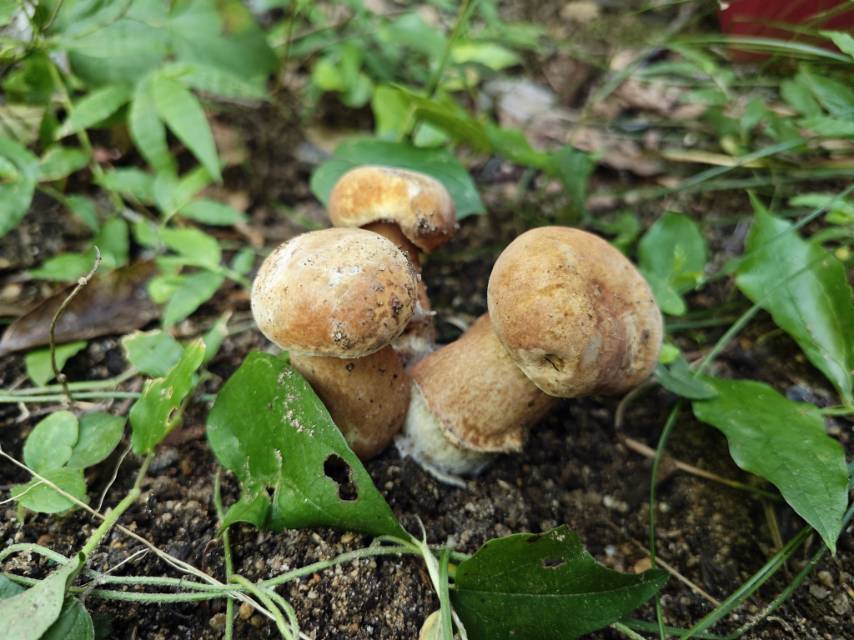 紫褐粉孢牛肝菌