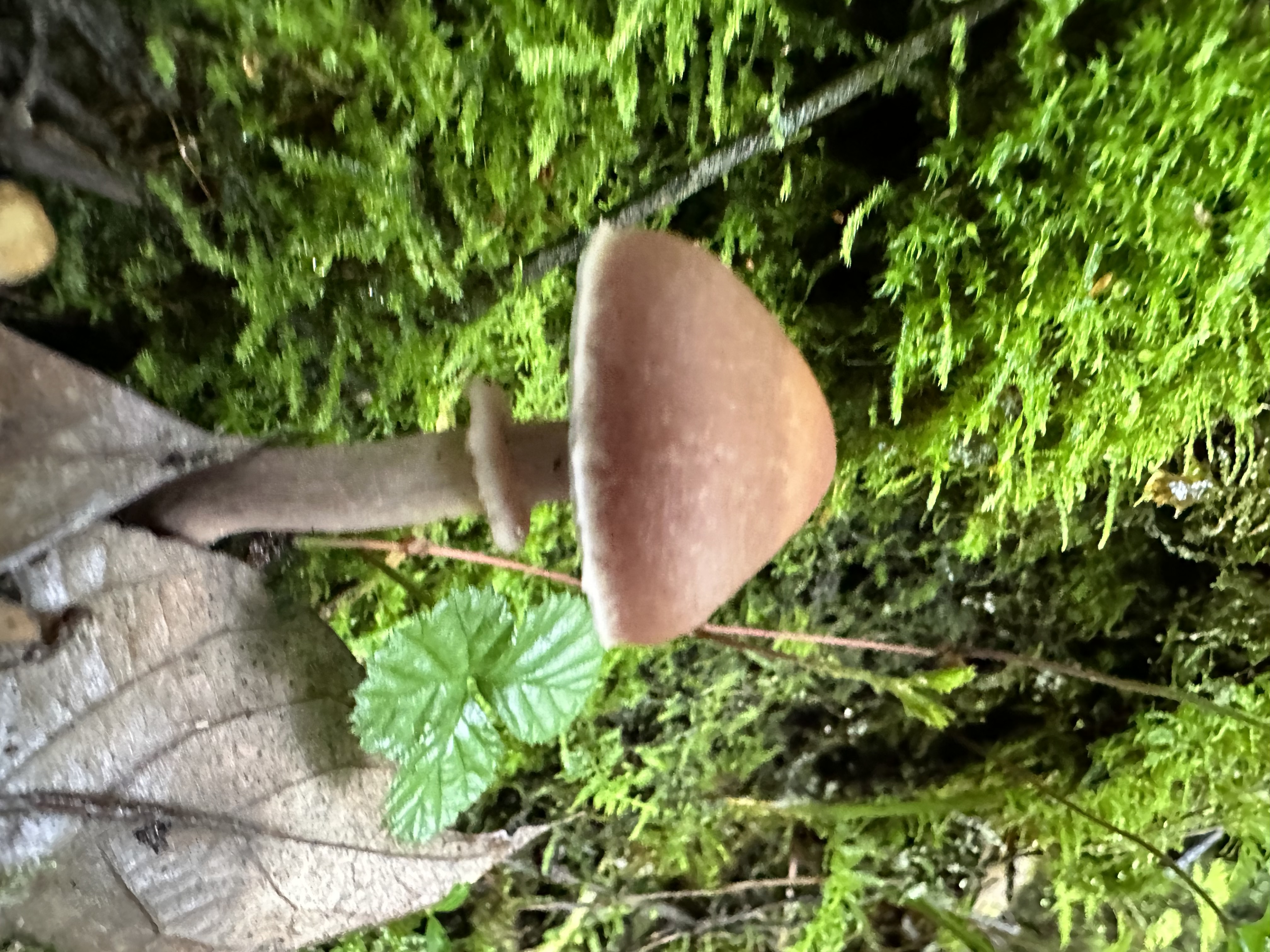 丝膜菌