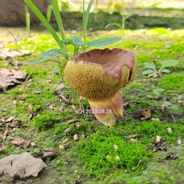 杏仁味庭院牛肝菌