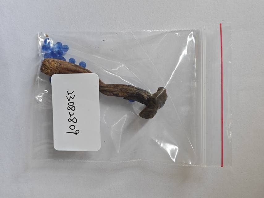中华网柄牛肝菌