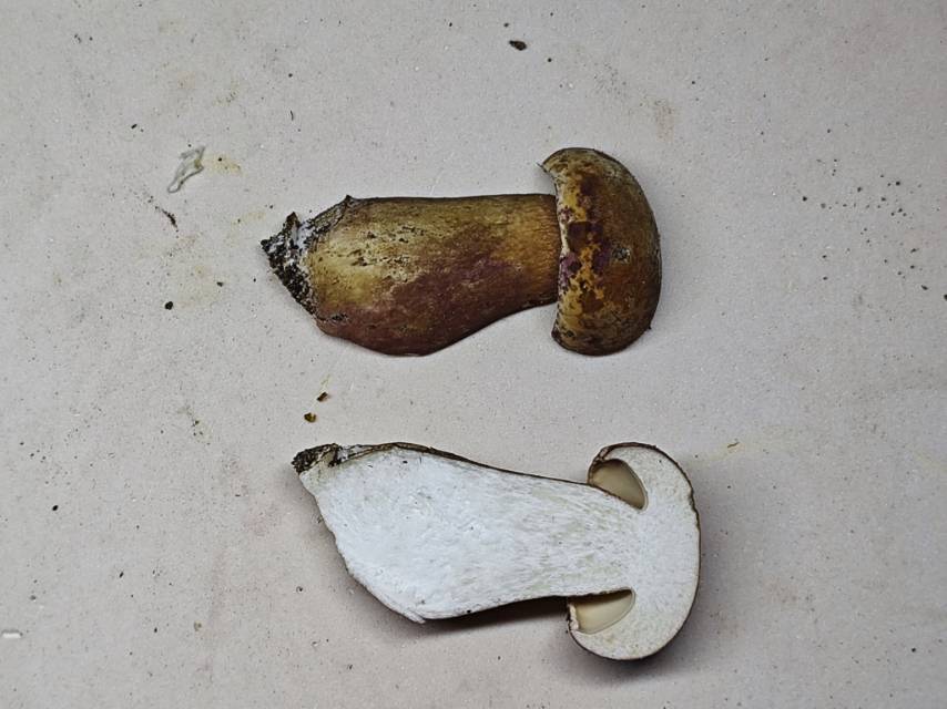 紫褐粉孢牛肝菌