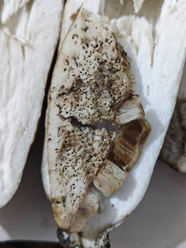 紫褐粉孢牛肝菌