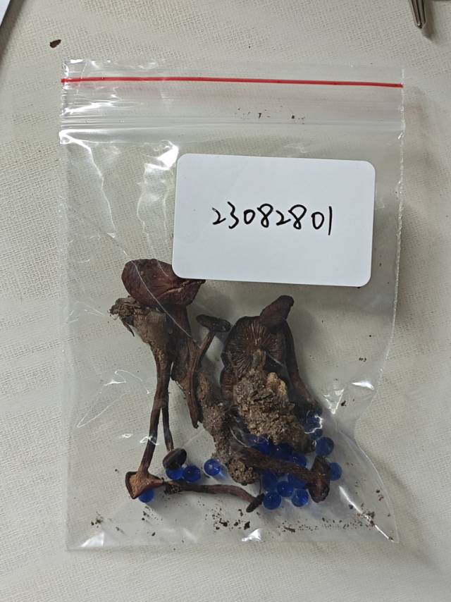标本照片