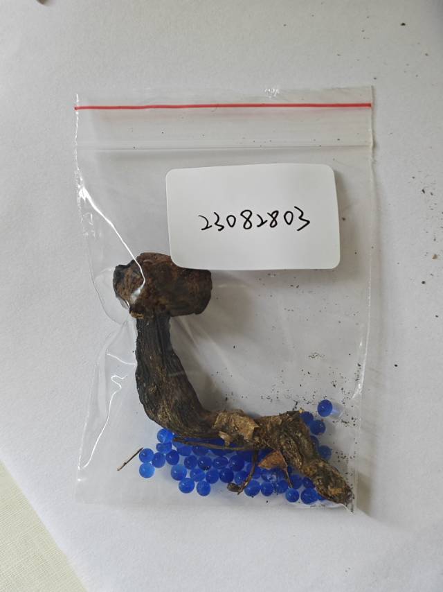 暗褐网柄牛肝菌