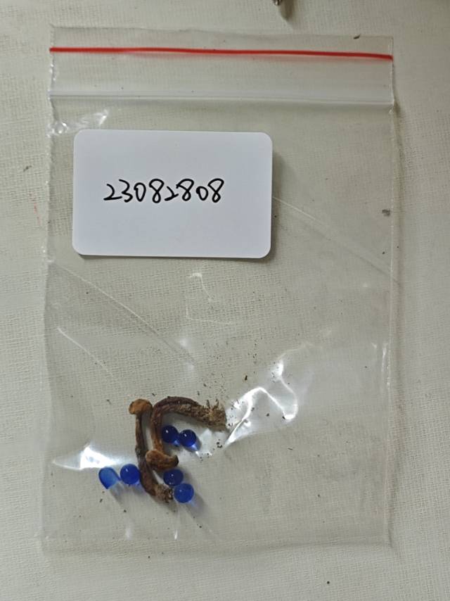 念珠金牛肝菌