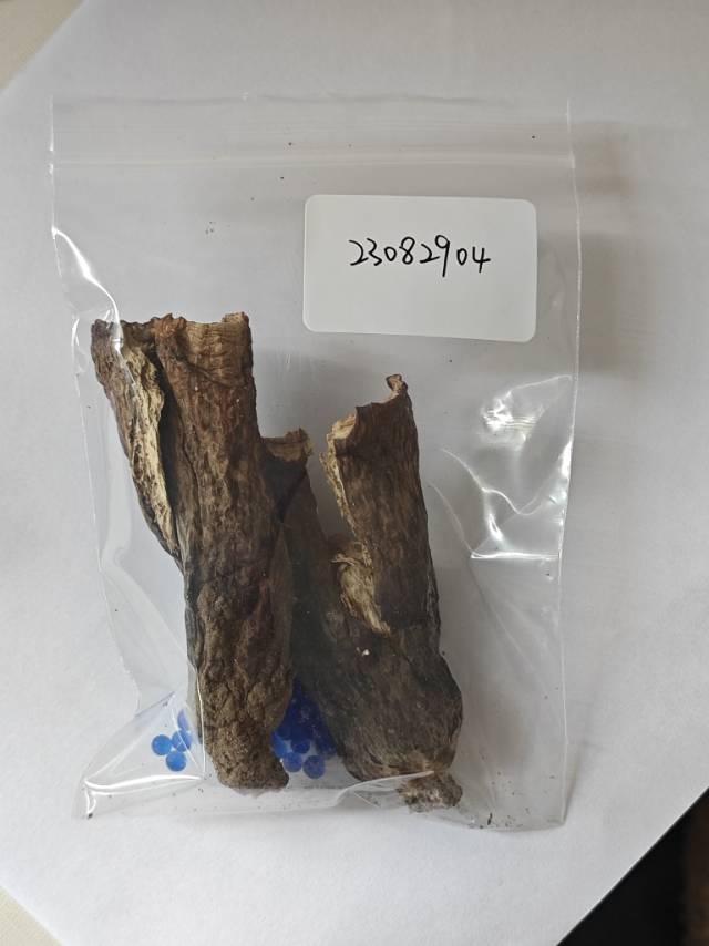 紫褐粉孢牛肝菌