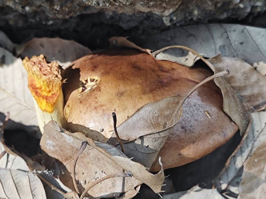 窄孢兰茂牛肝菌