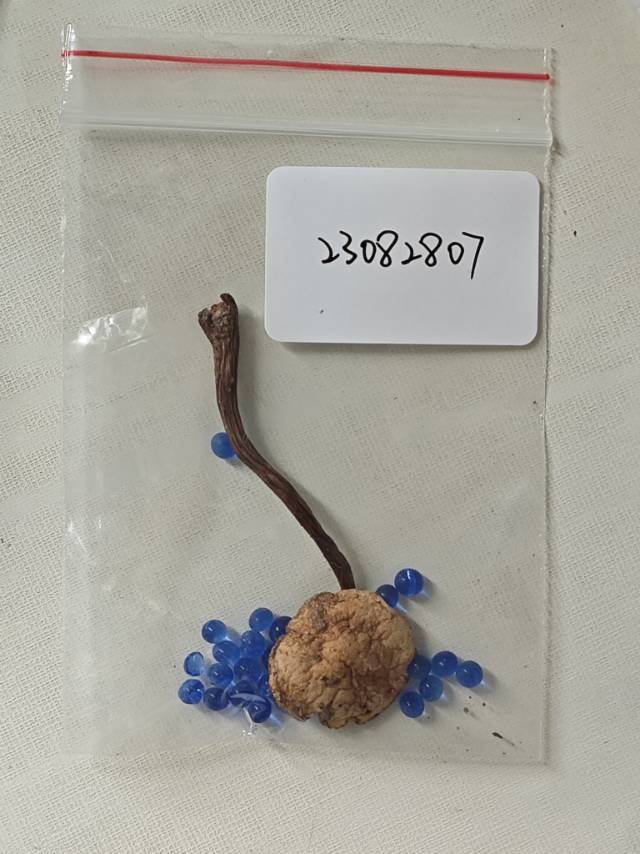 念珠金牛肝菌