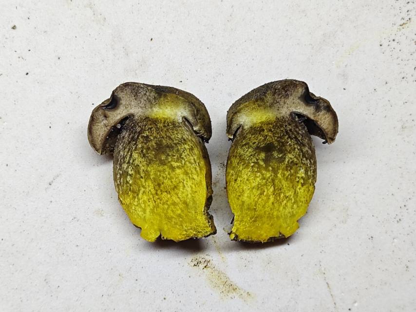 中华网柄牛肝菌