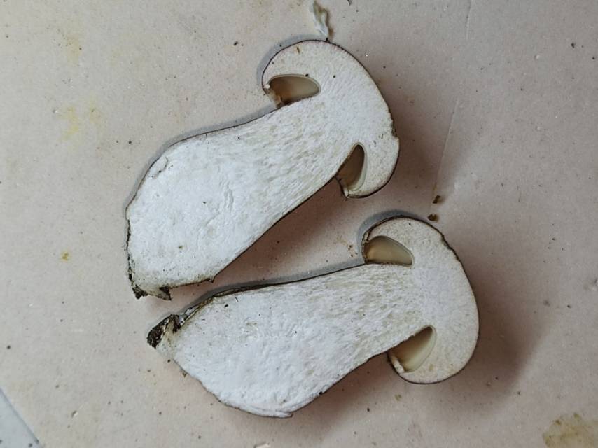 紫褐粉孢牛肝菌