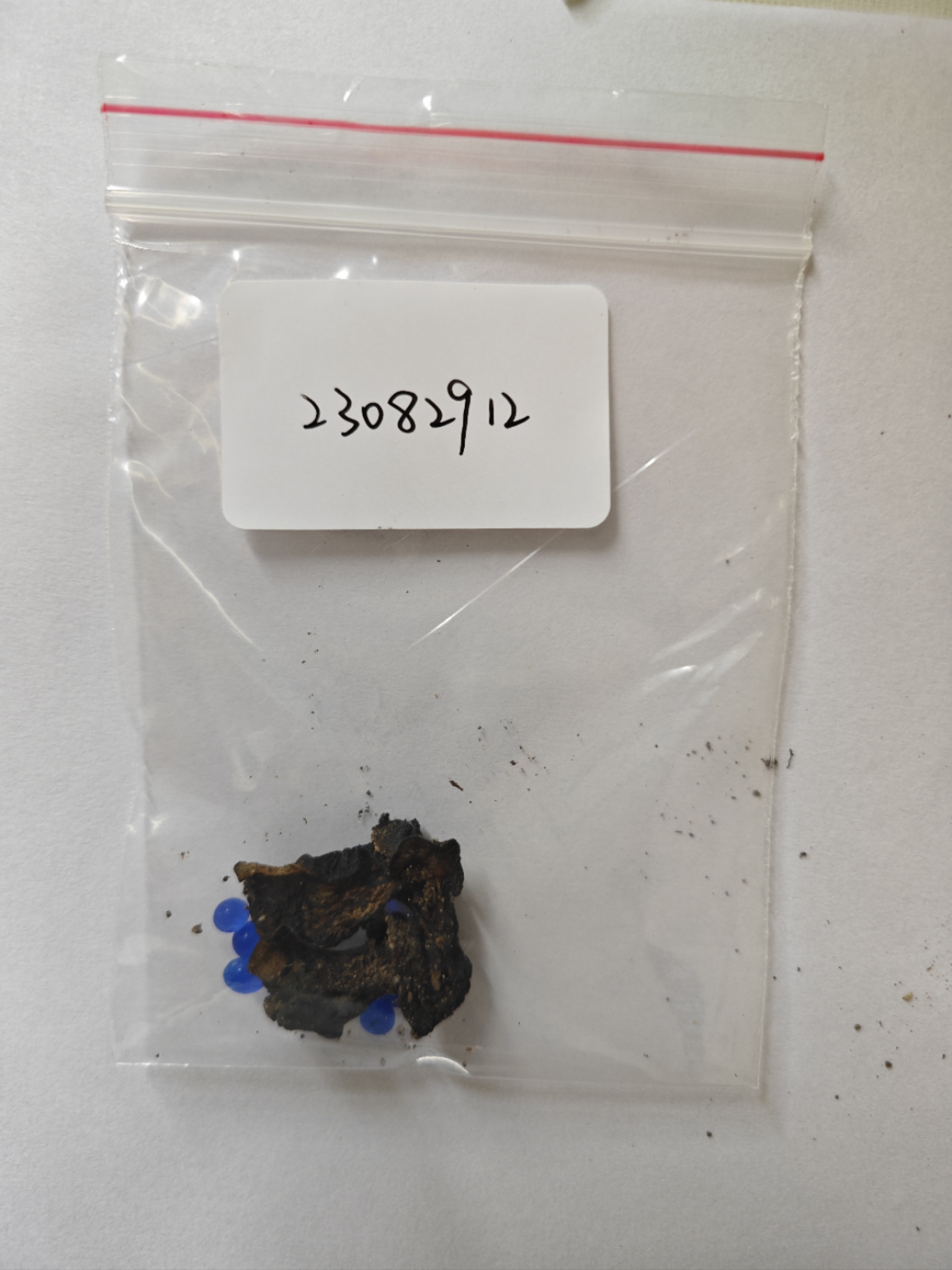 中华网柄牛肝菌