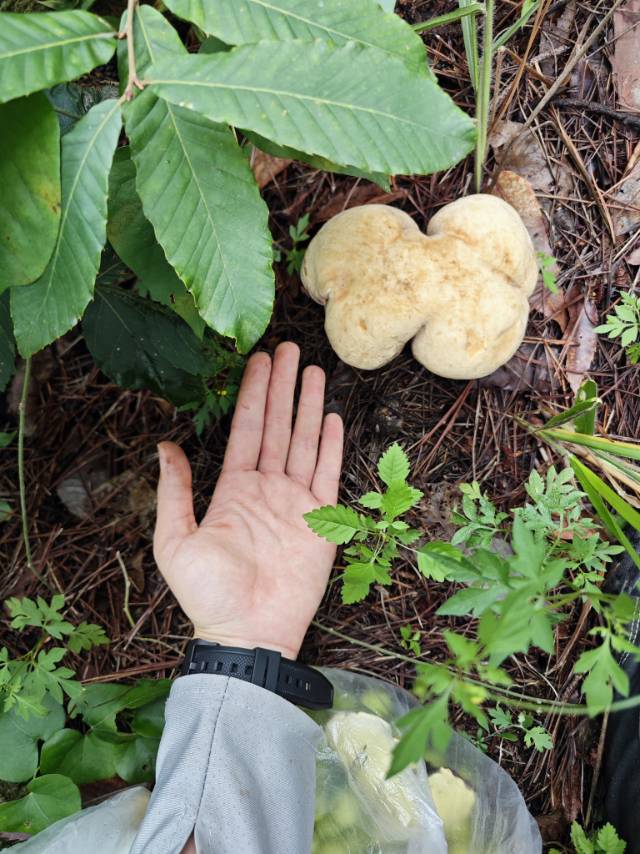 暗褐网柄牛肝菌