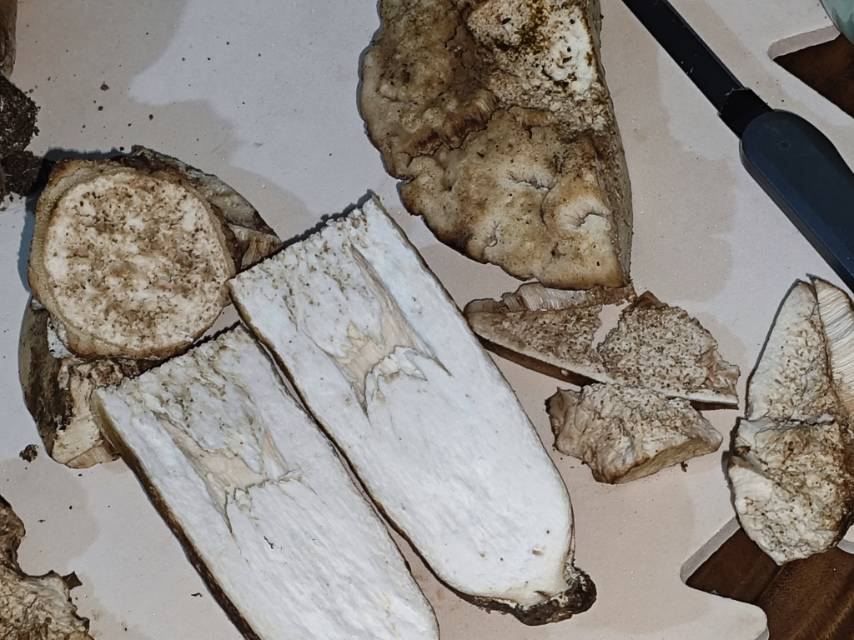 紫褐粉孢牛肝菌
