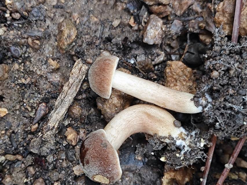 念珠金牛肝菌