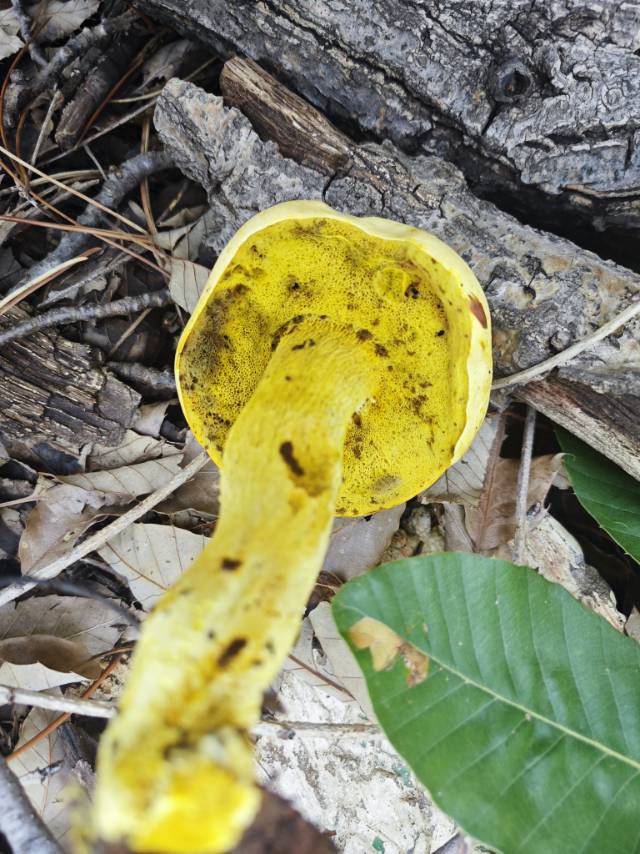 中华网柄牛肝菌